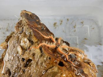 Media type: image;   Invertebrate Zoology 139334